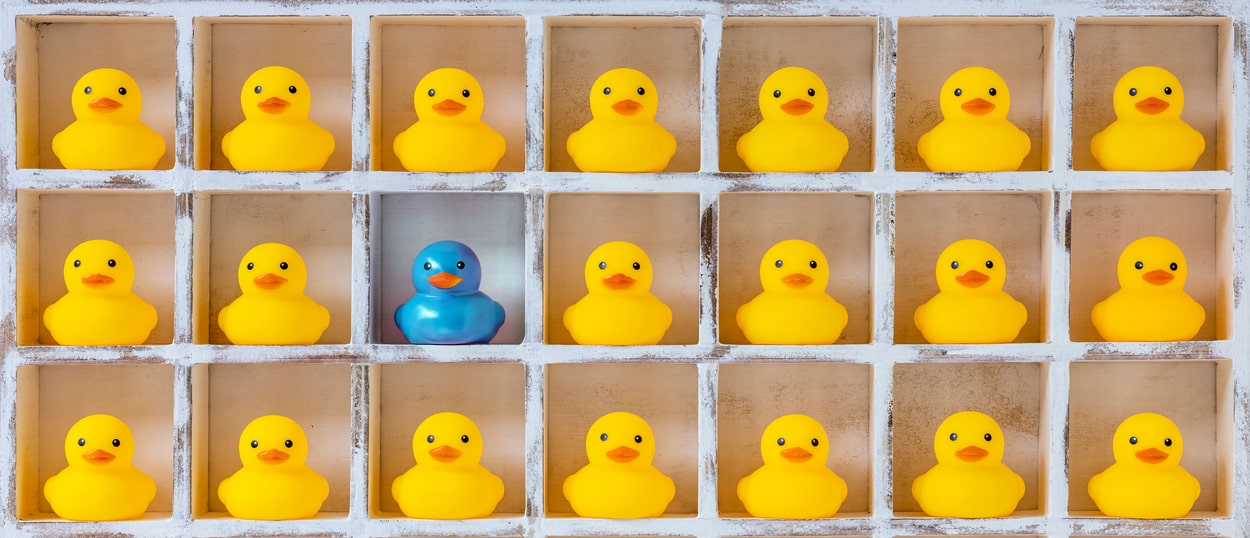 ducks